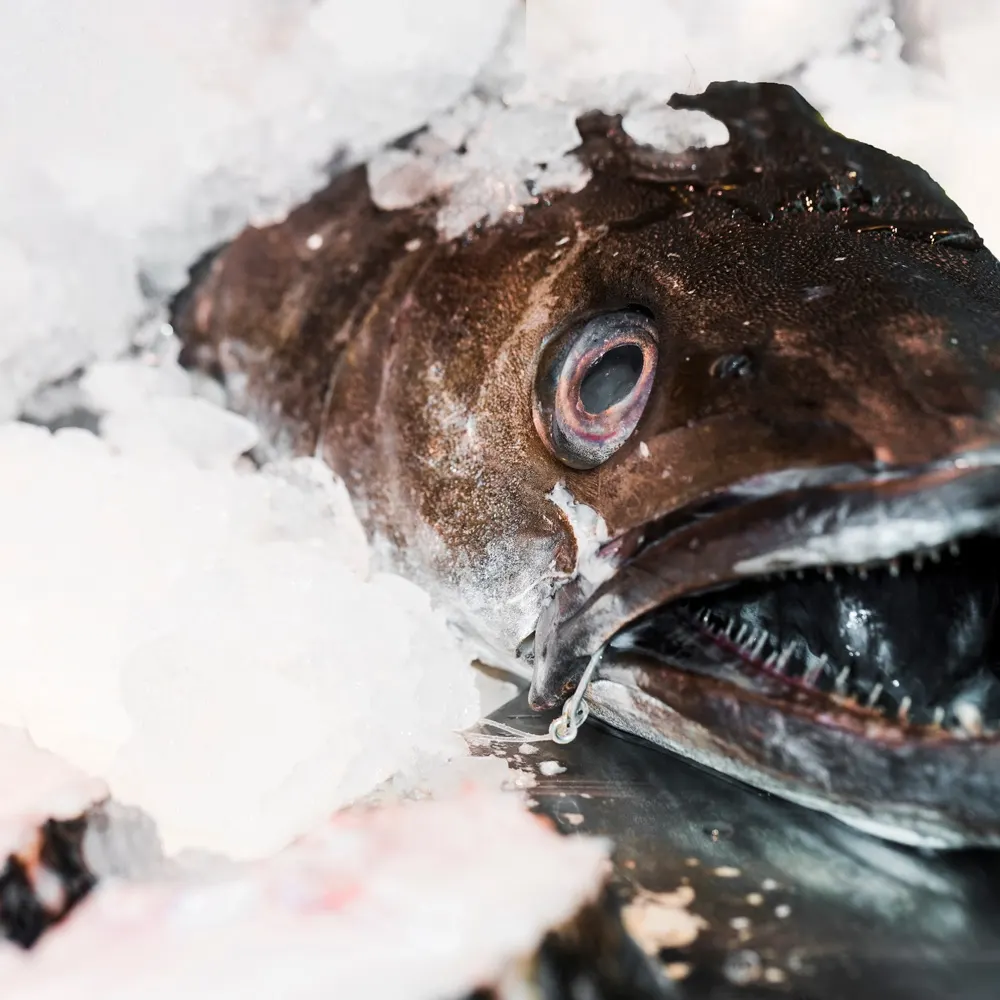 Fresh seafood on ice