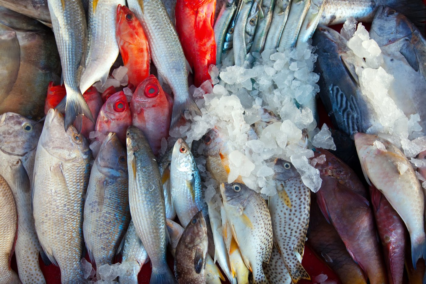 Freshly landed Atlantic fish
