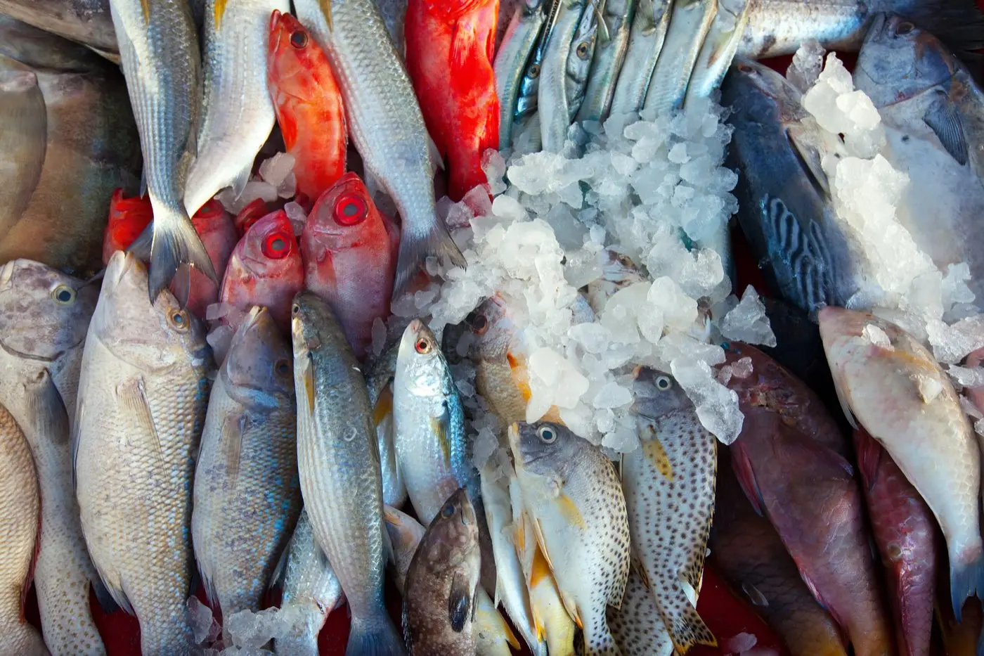 Freshly landed Atlantic fish